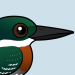Green Kingfisher