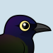 Common Grackle