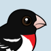 Rose-breasted Grosbeak