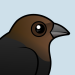 Brown-headed Cowbird