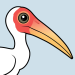 Milky Stork