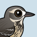 American Pipit
