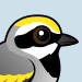 Golden-winged Warbler