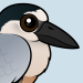 Boat-billed Heron