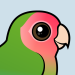 Rosy-faced Lovebird