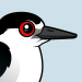 Black-crowned Night Heron