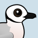 Ross's Gull