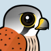 Common Kestrel