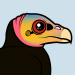 Greater Yellow-headed Vulture