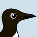 Common Murre