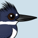 Belted Kingfisher