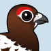 Willow Ptarmigan