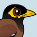 Common Myna