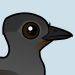 Superb Lyrebird