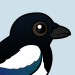 Eurasian Magpie