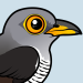 Common Cuckoo