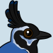 Black-throated Magpie-Jay