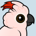 Salmon-crested Cockatoo