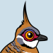Spinifex Pigeon