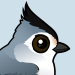 Black-crested Titmouse