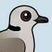 Eurasian Collared Dove
