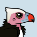 White-headed Vulture