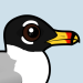 Pallas's Gull