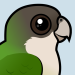 Grey-hooded Parakeet