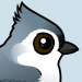 Tufted Titmouse