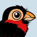 Bearded Barbet