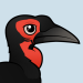 Southern Ground Hornbill