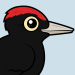 Black Woodpecker