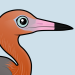 Reddish Egret