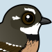 Grey Fantail