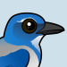 California Scrub-Jay