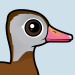 Black-bellied Whistling-Duck