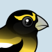 Evening Grosbeak