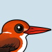 Madagascar Pygmy Kingfisher