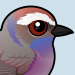 White-browed Tit-Warbler