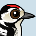 Lesser Spotted Woodpecker