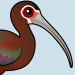 White-faced Ibis