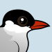 Arctic Tern
