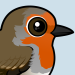 European Robin