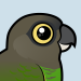 Brown-headed Parrot