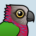 Red-fan Parrot
