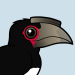 Trumpeter Hornbill