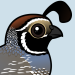 California Quail