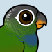 Scaly-headed Parrot