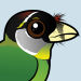 Fire-tufted Barbet