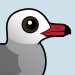 Heermann's Gull
